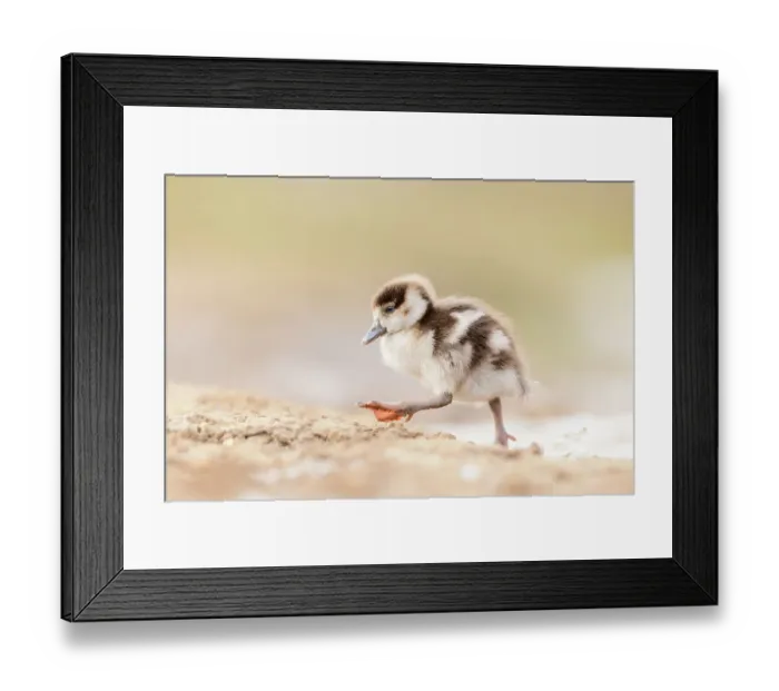 Framed Print : Egyptian goose (Alopochen aegyptiaca) gosling walking across mud, London, UK. February Framed Print : Egyptian goose (Alopochen aegyptiaca) gosling walking across mud, London, UK. February
