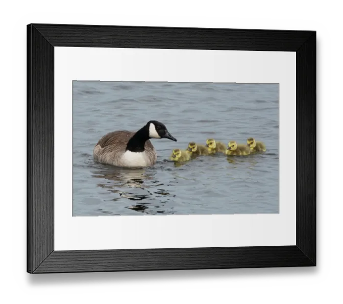 Framed Print : Canada goose (Branta canadensis) female, in defensive posture, with brood of goslings on lake, Druridge Pools Nature Reserve, Northumberland, UK. May Framed Print : Canada goose (Branta canadensis) female, in defensive posture, with brood of goslings on lake, Druridge Pools Nature Reserve, Northumberland, UK. May