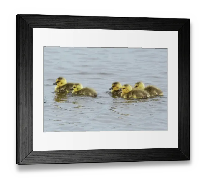 Framed Print : Canada geese (Branta canadensis) goslings on lake, Druridge Pools Nature Reserve, Northumberland, UK. May Framed Print : Canada geese (Branta canadensis) goslings on lake, Druridge Pools Nature Reserve, Northumberland, UK. May