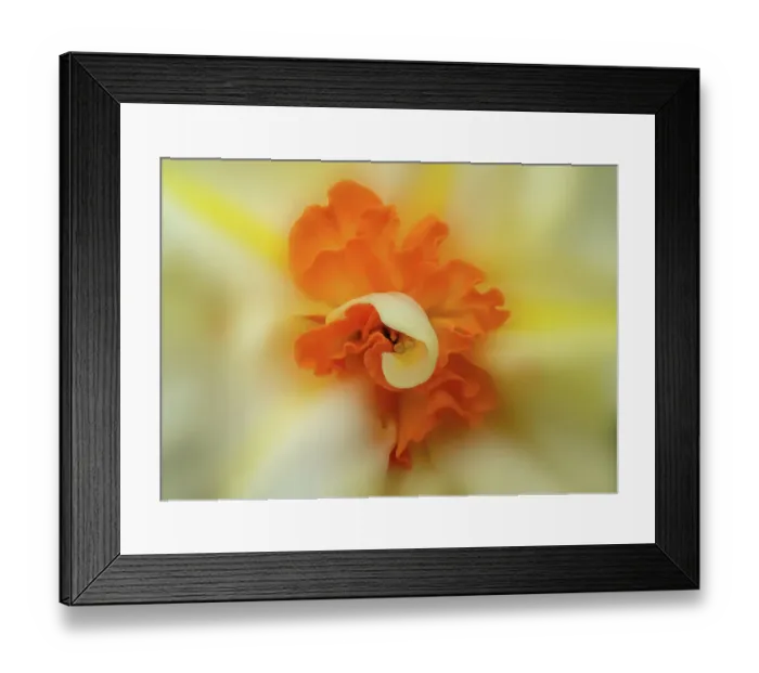 Framed Print : Narcissus Le Torch / Double daffodil (Narcissus sp. ) flower, close up, in garden, Banbridge, County Down, Northern Ireland, UK. April Framed Print : Narcissus Le Torch / Double daffodil (Narcissus sp. ) flower, close up, in garden, Banbridge, County Down, Northern Ireland, UK. April