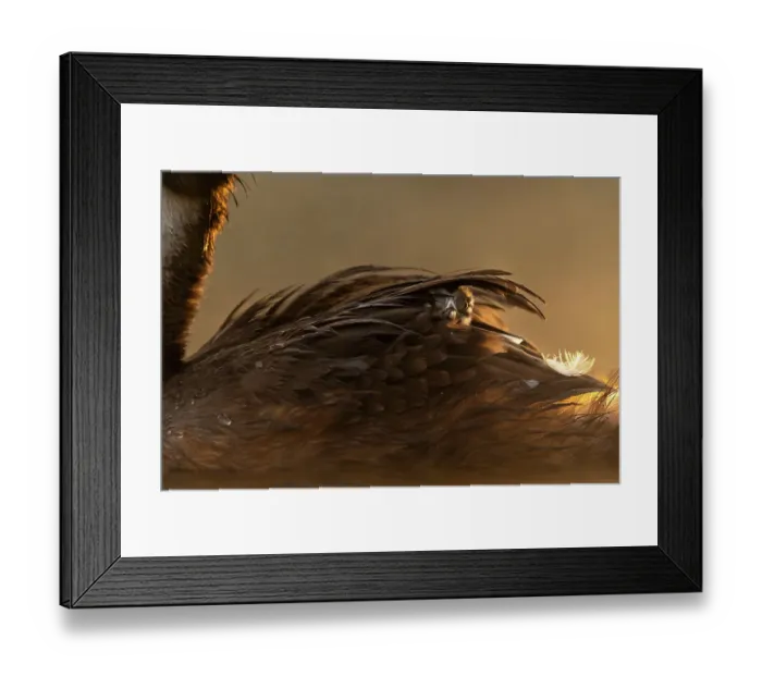 Framed Print : Great crested grebe (Podiceps cristatus) chick emerging from feathers on the back of the parent at dawn, Valkenhorst nature reserve, Valkenswaard, The Netherlands. August Framed Print : Great crested grebe (Podiceps cristatus) chick emerging from feathers on the back of the parent at dawn, Valkenhorst nature reserve, Valkenswaard, The Netherlands. August