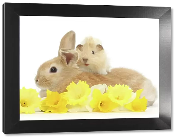 Sandy rabbit and Guinea pig with daffodils, portrait