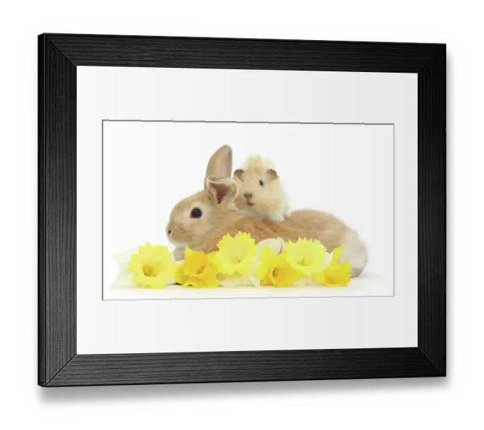 Framed Print : Sandy rabbit and Guinea pig with daffodils, portrait Framed Print : Sandy rabbit and Guinea pig with daffodils, portrait
