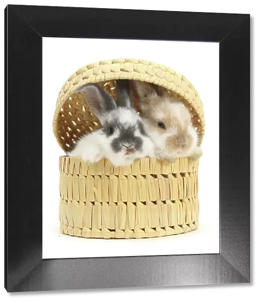 Two Rabbits, infants, peeking out of wicker basket, portrait