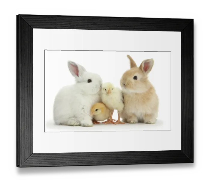 Framed Print : Two Sandy and white rabbits with two yellow Bantam chicks, portrait Framed Print : Two Sandy and white rabbits with two yellow Bantam chicks, portrait