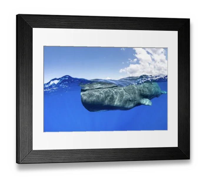 Framed Print : Split-level of a Sperm whale (Physeter macrocephalus) swimming close to the surface, Dominica, Caribbean Sea, Atlantic Ocean. Photo taken under permit. February Framed Print : Split-level of a Sperm whale (Physeter macrocephalus) swimming close to the surface, Dominica, Caribbean Sea, Atlantic Ocean. Photo taken under permit. February