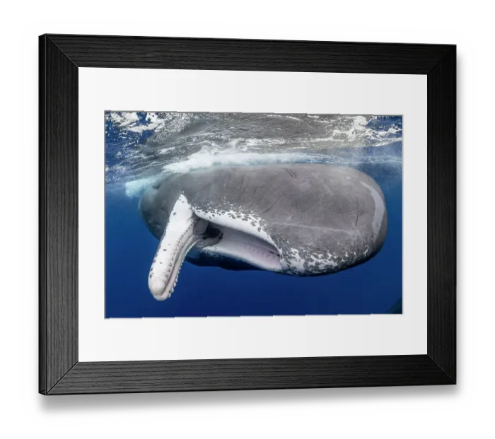 Framed Print : Sperm whale (Physeter macrocephalus) with fully open mouth, Dominica, Caribbean Sea, Atlantic Ocean. Photo taken under permit Framed Print : Sperm whale (Physeter macrocephalus) with fully open mouth, Dominica, Caribbean Sea, Atlantic Ocean. Photo taken under permit