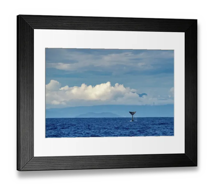 Framed Print : Sperm whale (Physeter macrocephalus) tail slapping, Dominica, Caribbean Sea, Atlantic Ocean. Photo taken under permit. January Framed Print : Sperm whale (Physeter macrocephalus) tail slapping, Dominica, Caribbean Sea, Atlantic Ocean. Photo taken under permit. January