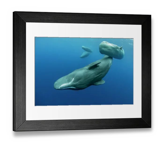 Framed Print : Sperm whale (Physeter macrocephalus) mother and calf, Dominica, Caribbean Sea, Atlantic Ocean. Photo taken under permit. January Framed Print : Sperm whale (Physeter macrocephalus) mother and calf, Dominica, Caribbean Sea, Atlantic Ocean. Photo taken under permit. January