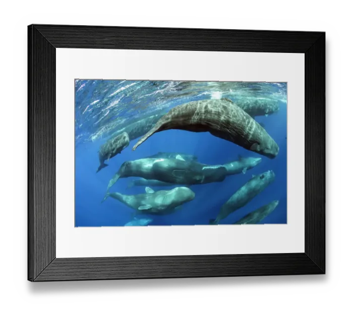 Framed Print : Aggregation of Sperm whales (Physeter macrocephalus) several females swim after a few males, Dominica, Caribbean Sea, Atlantic Ocean. Photo taken under permit. February Framed Print : Aggregation of Sperm whales (Physeter macrocephalus) several females swim after a few males, Dominica, Caribbean Sea, Atlantic Ocean. Photo taken under permit. February