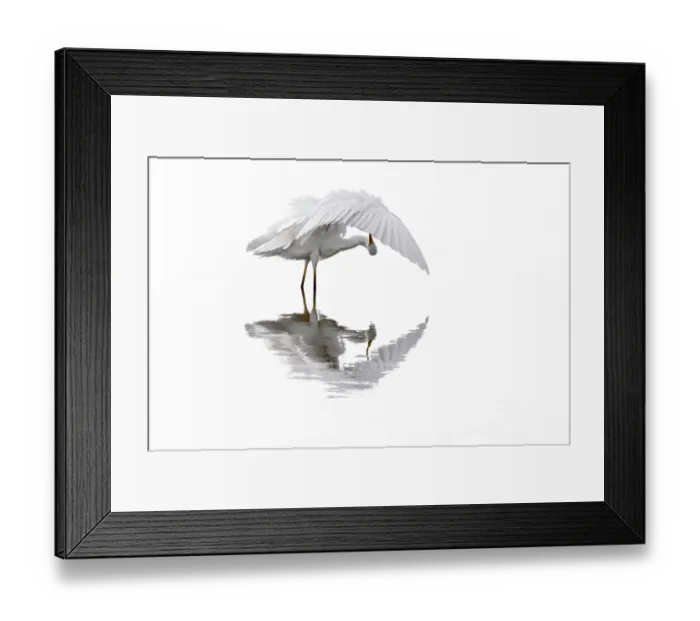 Framed Print : Great white egret / Common egret (Ardea alba) preening feathers in shallow water of pond, Baie de Somme Nature Reserve, Hauts-de-France, France. September Framed Print : Great white egret / Common egret (Ardea alba) preening feathers in shallow water of pond, Baie de Somme Nature Reserve, Hauts-de-France, France. September