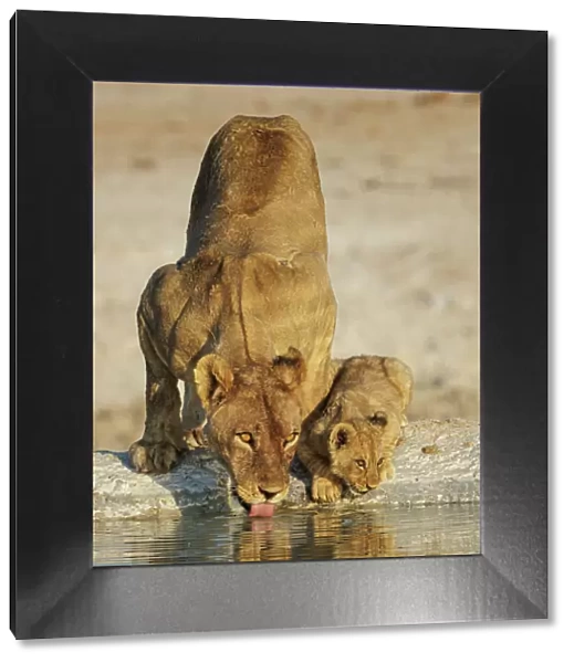 Lioness (Panthera leo) with cub drinking at water hole, Etosha National Park, Namibia