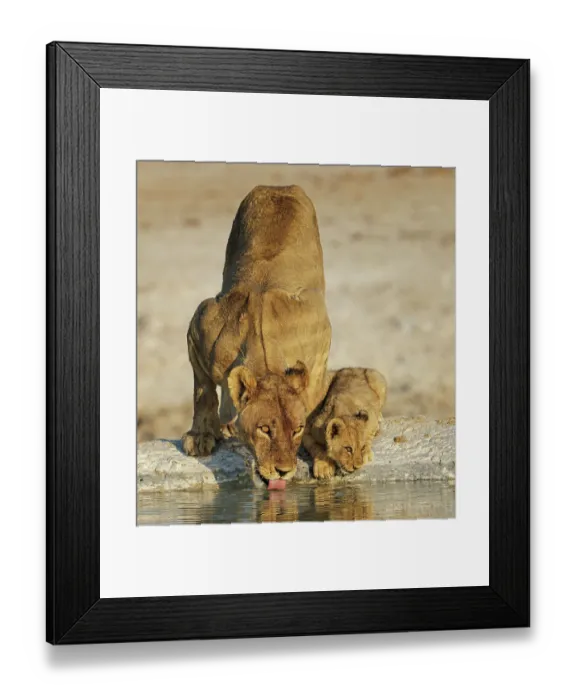 Framed Print : Lioness (Panthera leo) with cub drinking at water hole, Etosha National Park, Namibia Framed Print : Lioness (Panthera leo) with cub drinking at water hole, Etosha National Park, Namibia