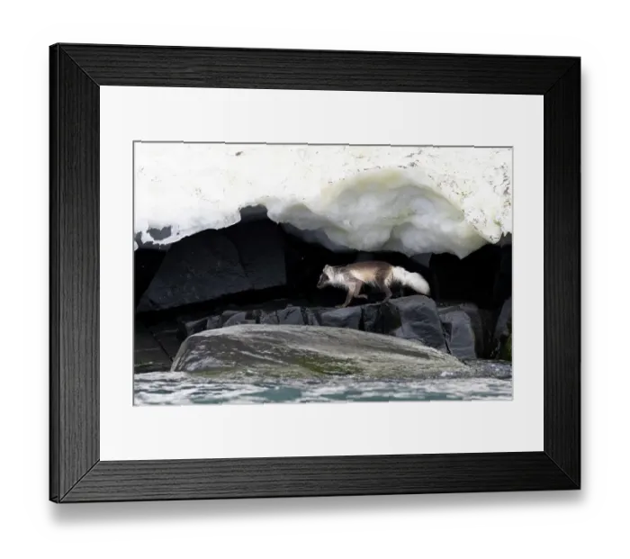 Framed Print : Arctic fox (Vulpes lagopus) hunting along rocky shoreline under overhanging ice, Svalbard, Norway. July Framed Print : Arctic fox (Vulpes lagopus) hunting along rocky shoreline under overhanging ice, Svalbard, Norway. July