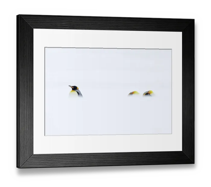 Framed Print : Three King penguins (Aptenodytes patagonicus) resting in snowy conditions, South Georgia Framed Print : Three King penguins (Aptenodytes patagonicus) resting in snowy conditions, South Georgia