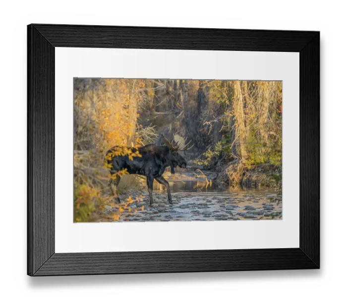 Framed Print : Bull moose (Alces alces) crossing a mountain creek at sunset, Grand Teton National Park, Wyoming, USA. October Framed Print : Bull moose (Alces alces) crossing a mountain creek at sunset, Grand Teton National Park, Wyoming, USA. October