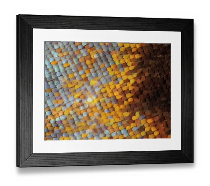 Framed Print : Abstract close-up of butterfly wing scales Framed Print : Abstract close-up of butterfly wing scales