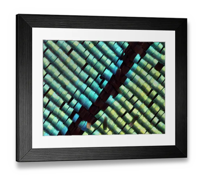 Framed Print : Abstract close-up of butterfly wing scales Framed Print : Abstract close-up of butterfly wing scales