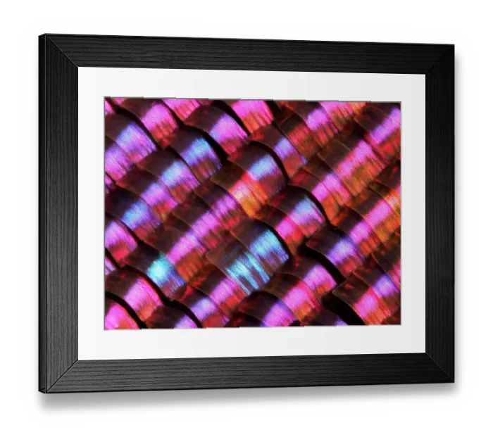 Framed Print : Abstract close-up of butterfly wing scales Framed Print : Abstract close-up of butterfly wing scales