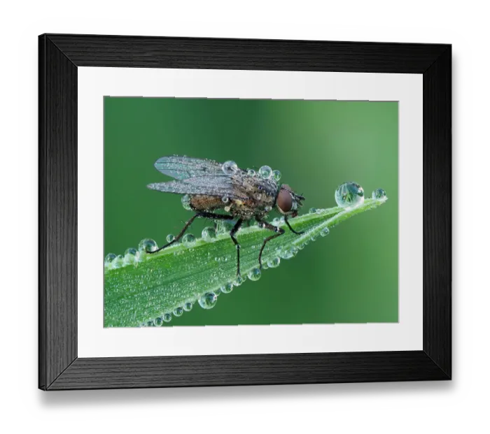 Framed Print : Fly (Coenosia sp) resting on leaf, at dawn covered in heavy dew. Hertfordshire, England, UK. June. Focus Stacked Framed Print : Fly (Coenosia sp) resting on leaf, at dawn covered in heavy dew. Hertfordshire, England, UK. June. Focus Stacked