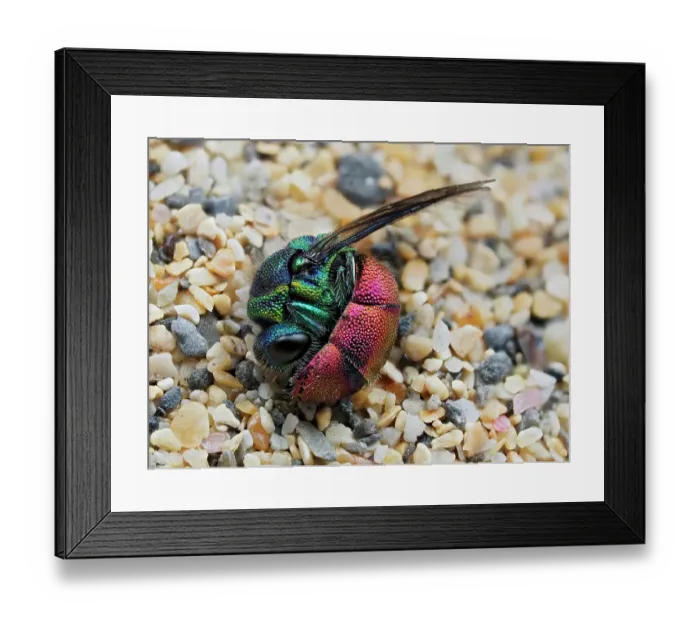 Framed Print : Ruby-tailed wasp (Chrysis ignita) curled up in defensive posture after being dragged from Silver leaf cutter bee (Megachile leachella) nest tunnel in sand dunes. Cornwall, England, UK. May. Focus Stacked Framed Print : Ruby-tailed wasp (Chrysis ignita) curled up in defensive posture after being dragged from Silver leaf cutter bee (Megachile leachella) nest tunnel in sand dunes. Cornwall, England, UK. May. Focus Stacked