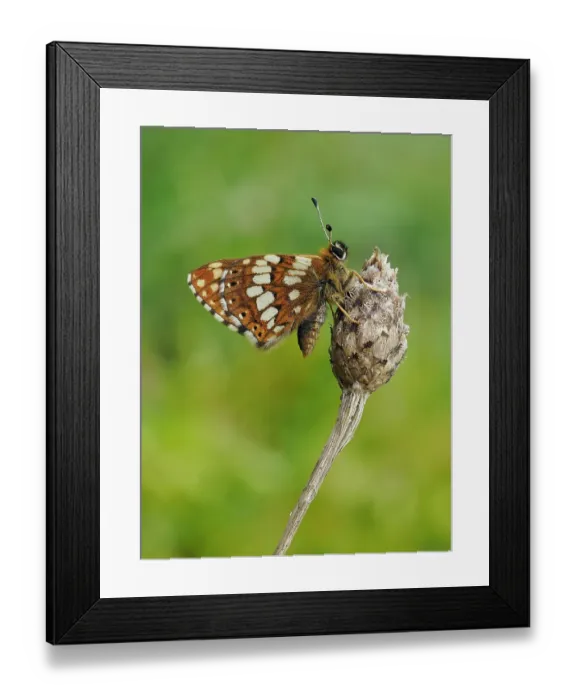 Framed Print : Duke of Burgundy butterfly (Hamearis lucina) crawling up to top of flower bud to bask in sun. Bedfordshire, England, UK. May. Focus Stacked Framed Print : Duke of Burgundy butterfly (Hamearis lucina) crawling up to top of flower bud to bask in sun. Bedfordshire, England, UK. May. Focus Stacked