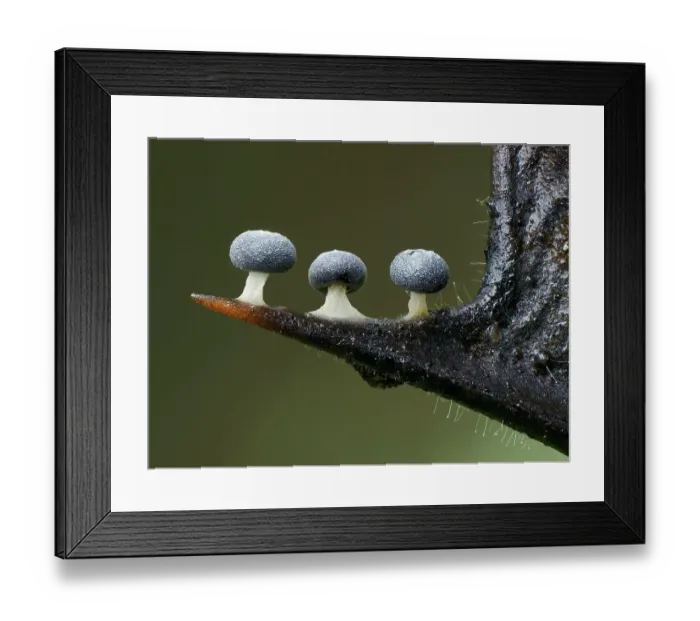 Framed Print : Three Slime mould (Didymium squamulosum) sporangia growing along spike of Holly (Ilex sp) leaf. Buckinghamshire, England, UK. January. Focus Stacked Framed Print : Three Slime mould (Didymium squamulosum) sporangia growing along spike of Holly (Ilex sp) leaf. Buckinghamshire, England, UK. January. Focus Stacked