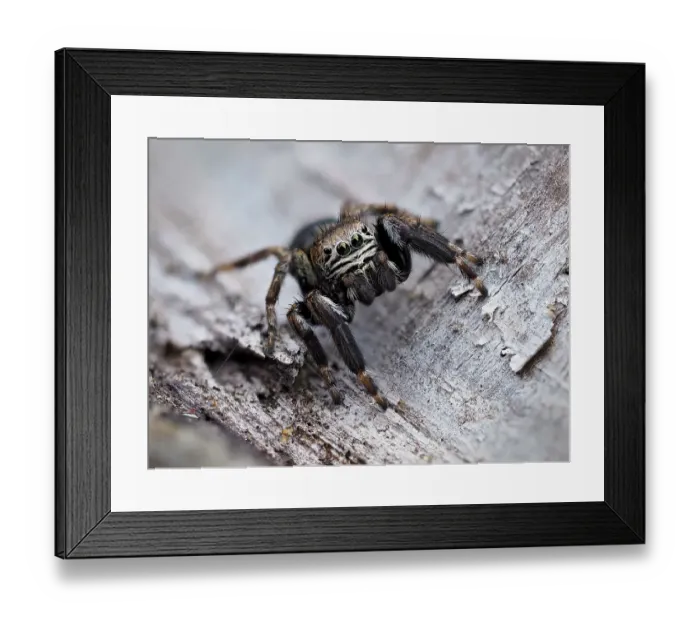 Framed Print : Jumping spider (Evarcha arcuata), male, in alert pose, ready to jump. Buckinghamshire, England. UK. August. Focus Stacked Framed Print : Jumping spider (Evarcha arcuata), male, in alert pose, ready to jump. Buckinghamshire, England. UK. August. Focus Stacked