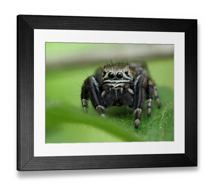 Framed Print : Jumping spider (Evarcha arcuata), male, resting on leaf. Buckinghamshire, England. UK. August. Focus Stacked Framed Print : Jumping spider (Evarcha arcuata), male, resting on leaf. Buckinghamshire, England. UK. August. Focus Stacked
