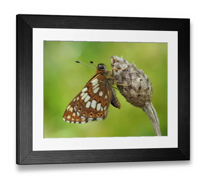 Framed Print : Duke of Burgundy butterfly (Hamearis lucina) roosting on flower bud. Bedfordshire, England, UK. May. Focus Stacked Framed Print : Duke of Burgundy butterfly (Hamearis lucina) roosting on flower bud. Bedfordshire, England, UK. May. Focus Stacked