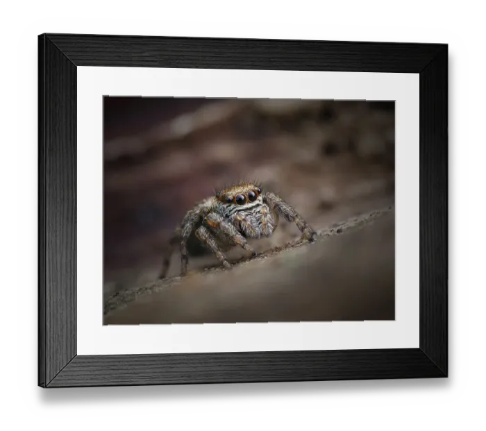 Framed Print : Jumping spider (Evarcha arcuata), female, waiting in curl of Oak (Quercus sp) leaf. Buckinghamshire, England. UK. September. Focus Stacked Framed Print : Jumping spider (Evarcha arcuata), female, waiting in curl of Oak (Quercus sp) leaf. Buckinghamshire, England. UK. September. Focus Stacked