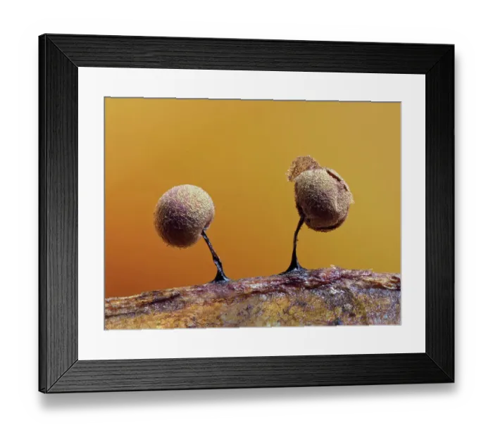 Framed Print : Two Slime mould (Lamproderma scintillans) sporangia, around one millimeter tall, forming on decaying leaf, with peridium split open. Buckinghamshire, England, UK. February. Focus Stacked Framed Print : Two Slime mould (Lamproderma scintillans) sporangia, around one millimeter tall, forming on decaying leaf, with peridium split open. Buckinghamshire, England, UK. February. Focus Stacked