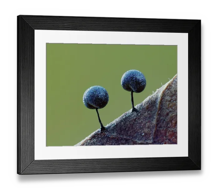 Framed Print : Two Slime mould (Lamproderma scintillans) sporangia, around one millimeter tall, forming on decaying leaf. Buckinghamshire, England, UK. February. Focus Stacked Framed Print : Two Slime mould (Lamproderma scintillans) sporangia, around one millimeter tall, forming on decaying leaf. Buckinghamshire, England, UK. February. Focus Stacked