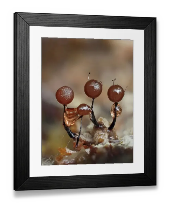 Framed Print : Three immature Slime mould (Lamproderma arcyrionema) sporangia, around one millimeter tall, beginning to mature. Buckinghamshire, England, UK. August. Focus Stacked