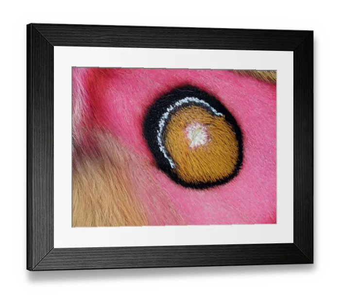Framed Print : Close up of Madagascan silk moth (Antherina suraka) eyespot on wing showing hair-like scales. Focus Stacked. Captive Framed Print : Close up of Madagascan silk moth (Antherina suraka) eyespot on wing showing hair-like scales. Focus Stacked. Captive