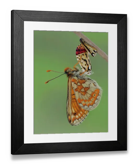 Framed Print : Marsh fritillary butterfly (Euphydryas aurinia), imago stage, hanging from chrysalis, drying its wings. Focus Stacked. Captive Framed Print : Marsh fritillary butterfly (Euphydryas aurinia), imago stage, hanging from chrysalis, drying its wings. Focus Stacked. Captive