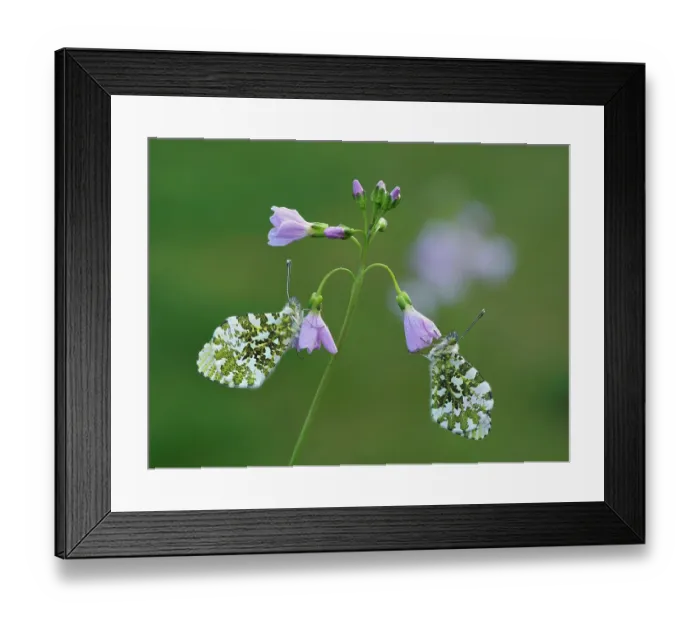 Framed Print : Two Orange tip butterfly (Anthocharis cardamines) roosting at dawn on Cuckooflower (Cardamine pratensis), one of its larval food plants. Hertfordshire, England. UK. May. Focus Stacked Framed Print : Two Orange tip butterfly (Anthocharis cardamines) roosting at dawn on Cuckooflower (Cardamine pratensis), one of its larval food plants. Hertfordshire, England. UK. May. Focus Stacked