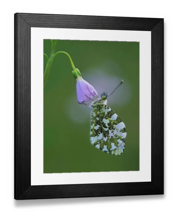 Framed Print : Orange tip butterfly (Anthocharis cardamines) roosting at dawn on Cuckooflower (Cardamine pratensis), one of its larval food plants. Hertfordshire, England. UK. May. Focus Stacked Framed Print : Orange tip butterfly (Anthocharis cardamines) roosting at dawn on Cuckooflower (Cardamine pratensis), one of its larval food plants. Hertfordshire, England. UK. May. Focus Stacked