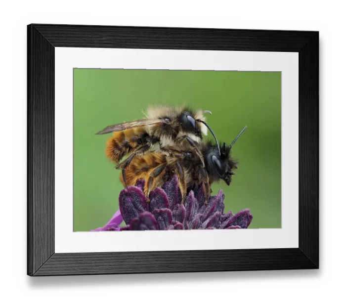 Framed Print : Pair of Red mason bees (Osmia bicornis) mating on wallflower in garden. Hertfordshire, England, UK. May. Focus Stacked Framed Print : Pair of Red mason bees (Osmia bicornis) mating on wallflower in garden. Hertfordshire, England, UK. May. Focus Stacked