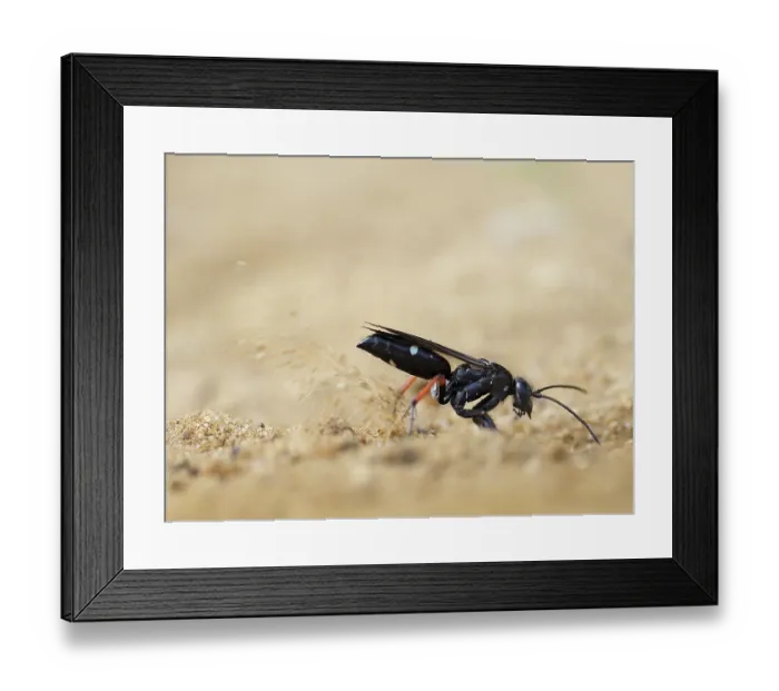 Framed Print : Red legged spider wasp (Episyron rufipes) digging nesting tunnel in sand. Oxfordshire, England, UK. July Framed Print : Red legged spider wasp (Episyron rufipes) digging nesting tunnel in sand. Oxfordshire, England, UK. July