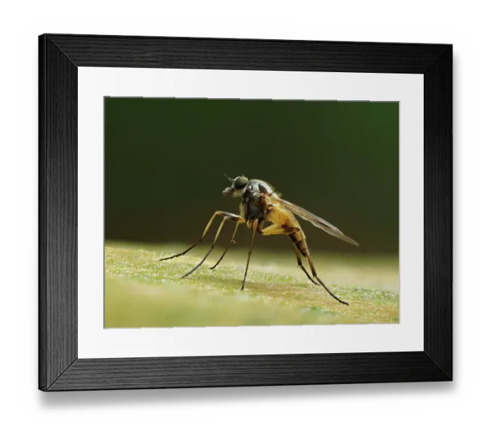 Framed Print : Small fleck-winged snipefly (Rhagio lineola) sitting in typical posture on old pine (Pinus sp) log. Buckinghamshire, England, UK. July. Focus Stacked Framed Print : Small fleck-winged snipefly (Rhagio lineola) sitting in typical posture on old pine (Pinus sp) log. Buckinghamshire, England, UK. July. Focus Stacked