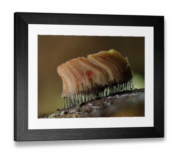 Framed Print : Large group of Slime mould (Stemonitis flavogenita) sporangia changing to orange, beginning to mature on Oak (Quercus sp) log. Hertfordshire, England, UK. September. Focus Stacked Framed Print : Large group of Slime mould (Stemonitis flavogenita) sporangia changing to orange, beginning to mature on Oak (Quercus sp) log. Hertfordshire, England, UK. September. Focus Stacked