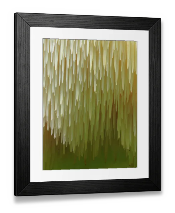 Framed Print : Close-up of Tiered tooth fungus (Hericium cirrhatum), impressive and rare fungi, growing on underside of ancient fallen Beech (Fagus sp) tree. Hertfordshire, England, UK. September. Focus Stacked Framed Print : Close-up of Tiered tooth fungus (Hericium cirrhatum), impressive and rare fungi, growing on underside of ancient fallen Beech (Fagus sp) tree. Hertfordshire, England, UK. September. Focus Stacked