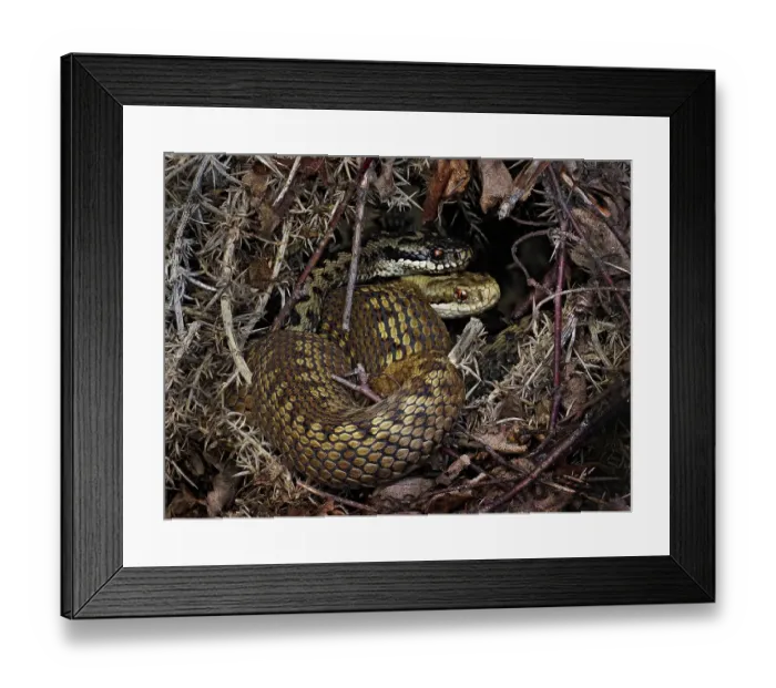 Framed Print : European Common adder (Vipera berus) pair courting and retreating under gorse (Ulex sp). Buckinghamshire, England, UK. May Framed Print : European Common adder (Vipera berus) pair courting and retreating under gorse (Ulex sp). Buckinghamshire, England, UK. May