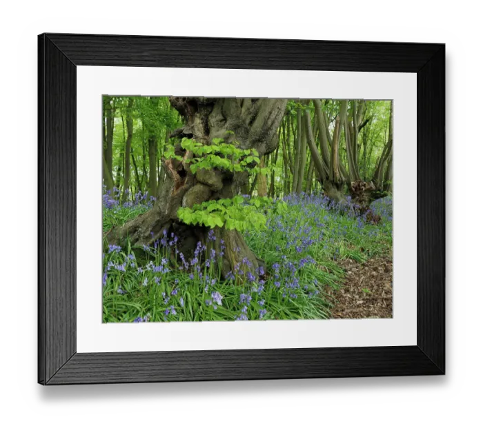 Framed Print : Ancient Common hornbeam trees (Carpinus betulus) pollarded, with Common bluebell (Hyacinthoides non-scripta) flowering in undergrowth. Hertfordshire, England, UK. May Framed Print : Ancient Common hornbeam trees (Carpinus betulus) pollarded, with Common bluebell (Hyacinthoides non-scripta) flowering in undergrowth. Hertfordshire, England, UK. May