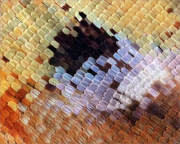 Abstract close-up of butterfly wing scales