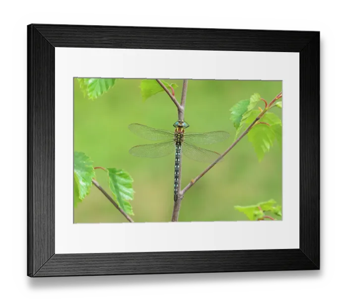 Framed Print : Hairy dragonfly (Brachytron pratense) male, resting on plant stem, Brackagh Moss National Nature Reserve, County Armagh, Northern Ireland, UK. June Framed Print : Hairy dragonfly (Brachytron pratense) male, resting on plant stem, Brackagh Moss National Nature Reserve, County Armagh, Northern Ireland, UK. June