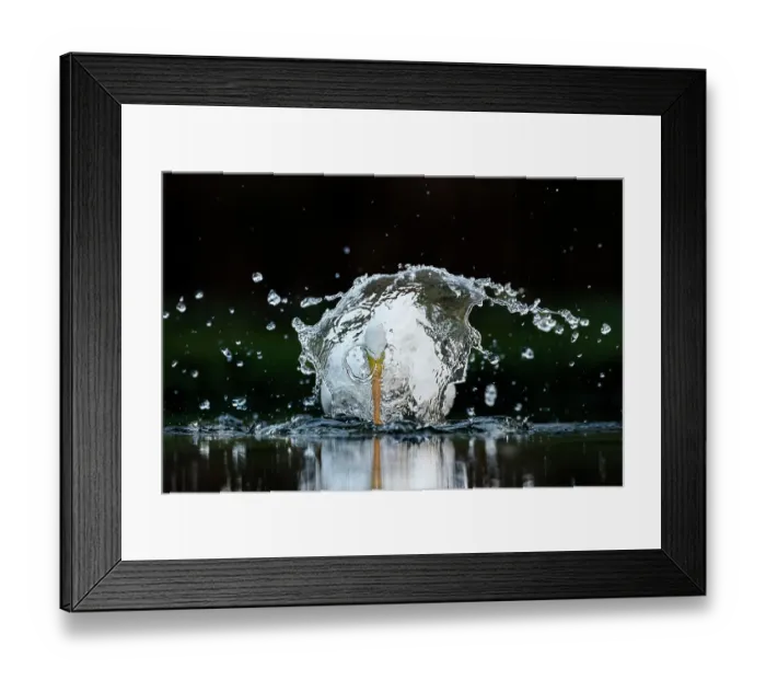 Framed Print : Great white egret (Ardea alba) fishing in a shallow pond, Valkenhorst nature reserve, Valkenswaard, The Netherlands. August. Asferico International Nature Photography Competition 2022 - Birds category - Runner up Framed Print : Great white egret (Ardea alba) fishing in a shallow pond, Valkenhorst nature reserve, Valkenswaard, The Netherlands. August. Asferico International Nature Photography Competition 2022 - Birds category - Runner up