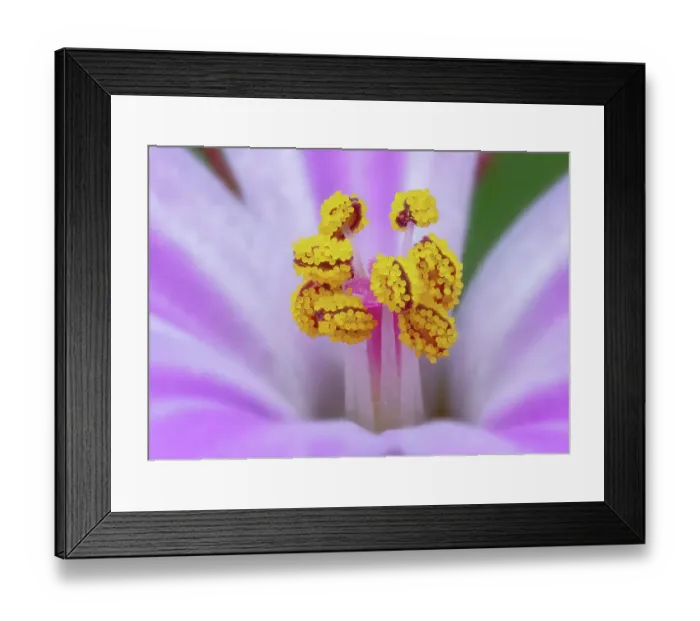 Framed Print : Herb robert (Geranium robertianum) stamen detail, Clare Glen, Tandragee, County Armagh, Northern Ireland, UK Framed Print : Herb robert (Geranium robertianum) stamen detail, Clare Glen, Tandragee, County Armagh, Northern Ireland, UK