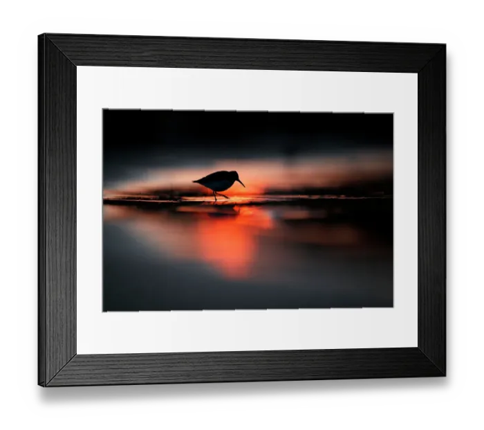 Framed Print : Silhouette of Dunlin (Calidris alpina) in the last rays of setting sun, in coastal waters, Poland. Vogelwarte Photo Competition 2022 - Emotion category - Finalist Framed Print : Silhouette of Dunlin (Calidris alpina) in the last rays of setting sun, in coastal waters, Poland. Vogelwarte Photo Competition 2022 - Emotion category - Finalist